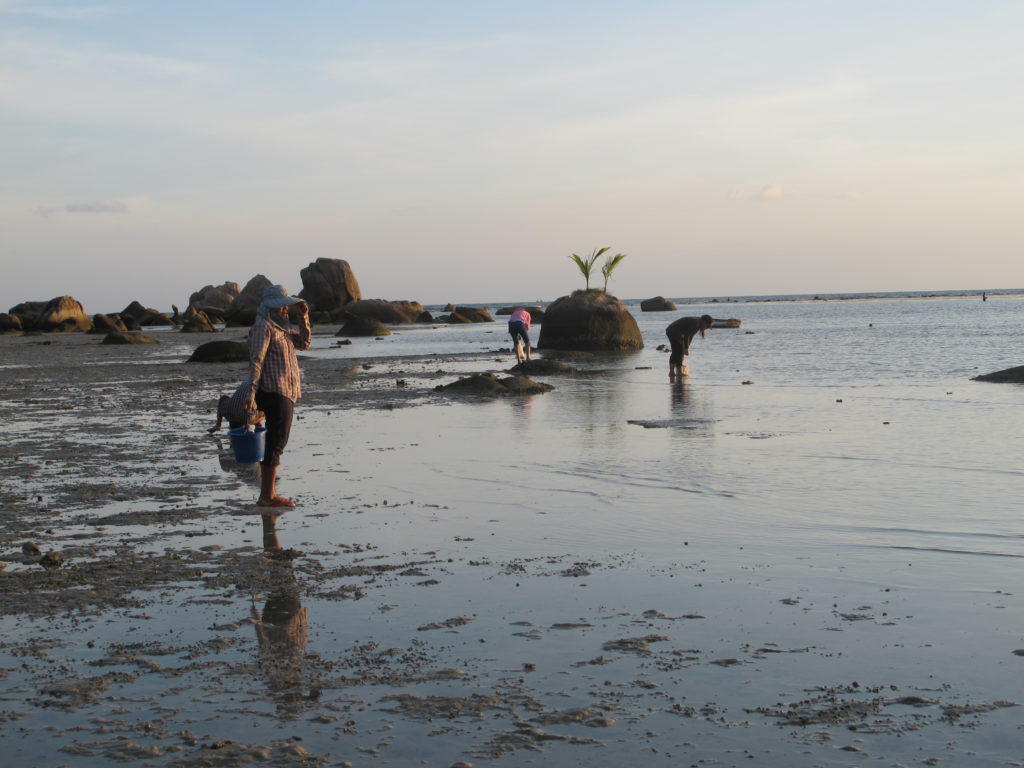 En fin de journée, les femmes viennent ramasser les coquillages sur la plage de Lamai, face au coucher de soleil. shellfish samui