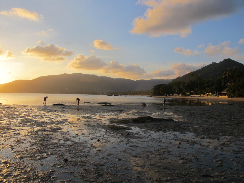 Photo de la plage de Lamai, pendant que les femmes ramassent les coquillages. shellfish samui