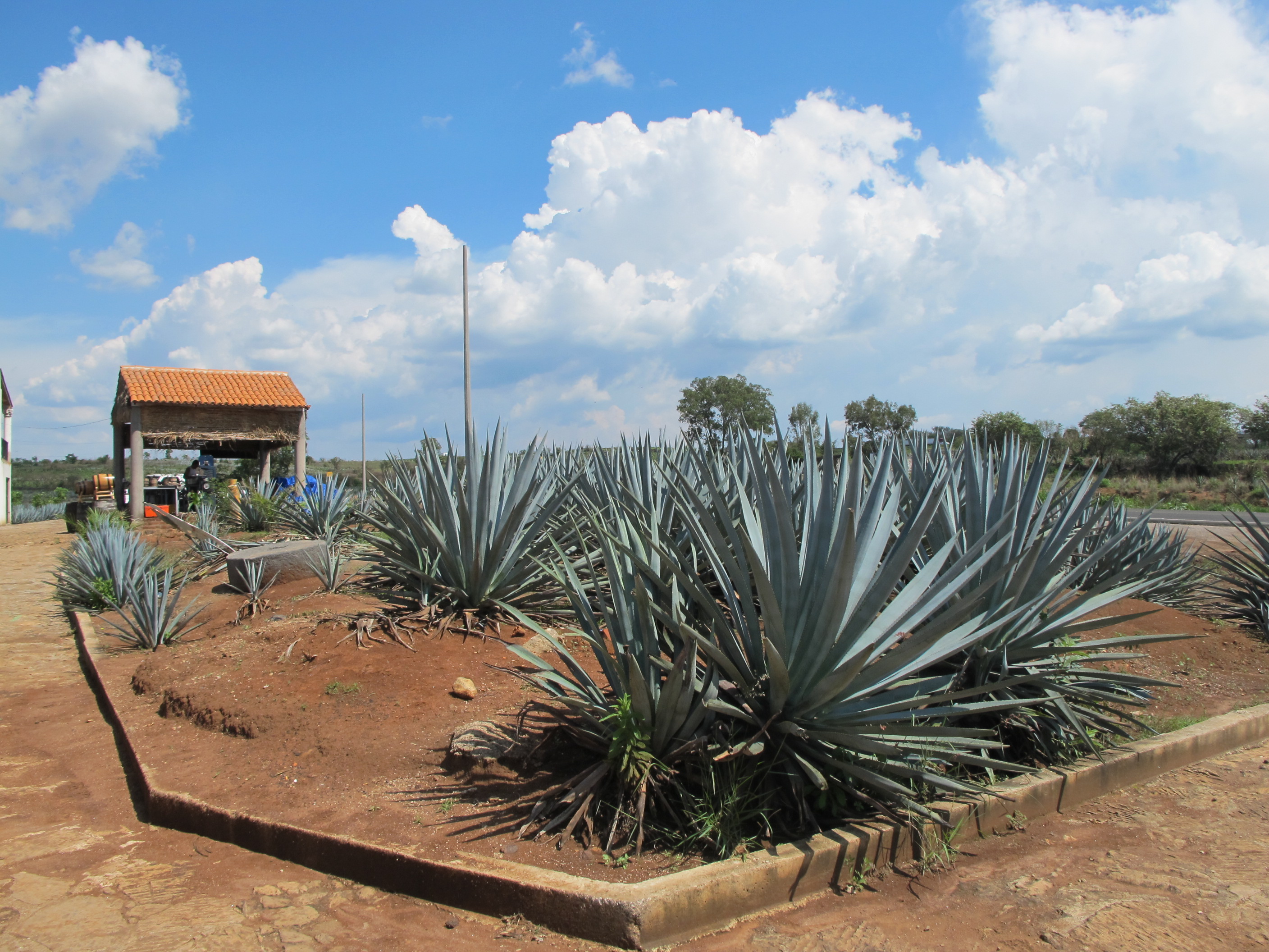 Plantations d'agaves à Tequila, Jalisco, Mexique