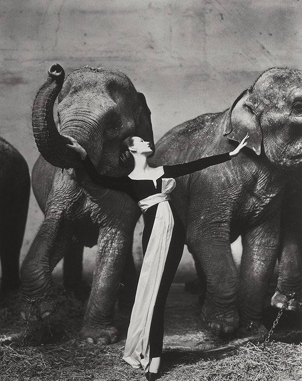 Dovima et les éléphants, photo en noir et blanc emblématique, par Richard Avedon