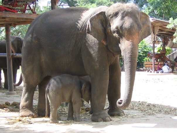 Photo d'une maman éléphant et de son bébé dans une ferme à proximité d'Ayutthaya