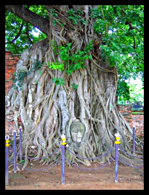 Tête de Bouddha/buddha incrustée dans les racines d'un arbre