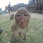{:fr}Lopburi, le royaume des Singes{:}{:en}Lopburi, kingdom of Monkeys{:}