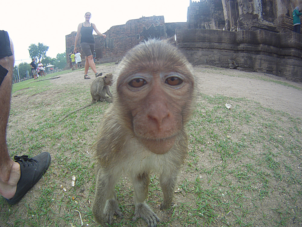 Portrait d'un macaque, Lopburi Monkey face