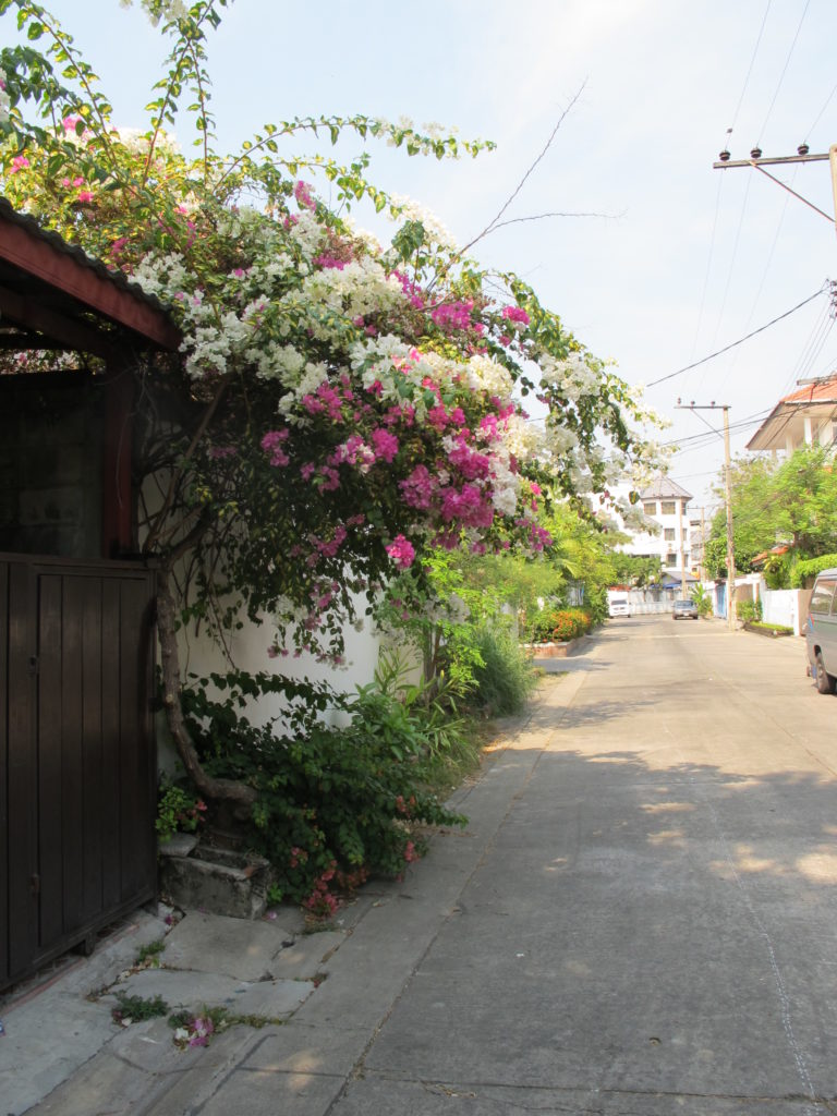 Ruelles de town in town, lad prao 94, avec des bougainvilliers qui fleurissent aux portes des maisons, bangkok